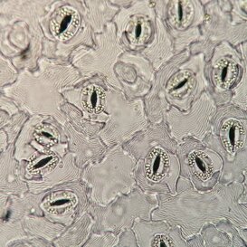 Cellule e stomi di ciclamino Cellule e stomi di ciclamino